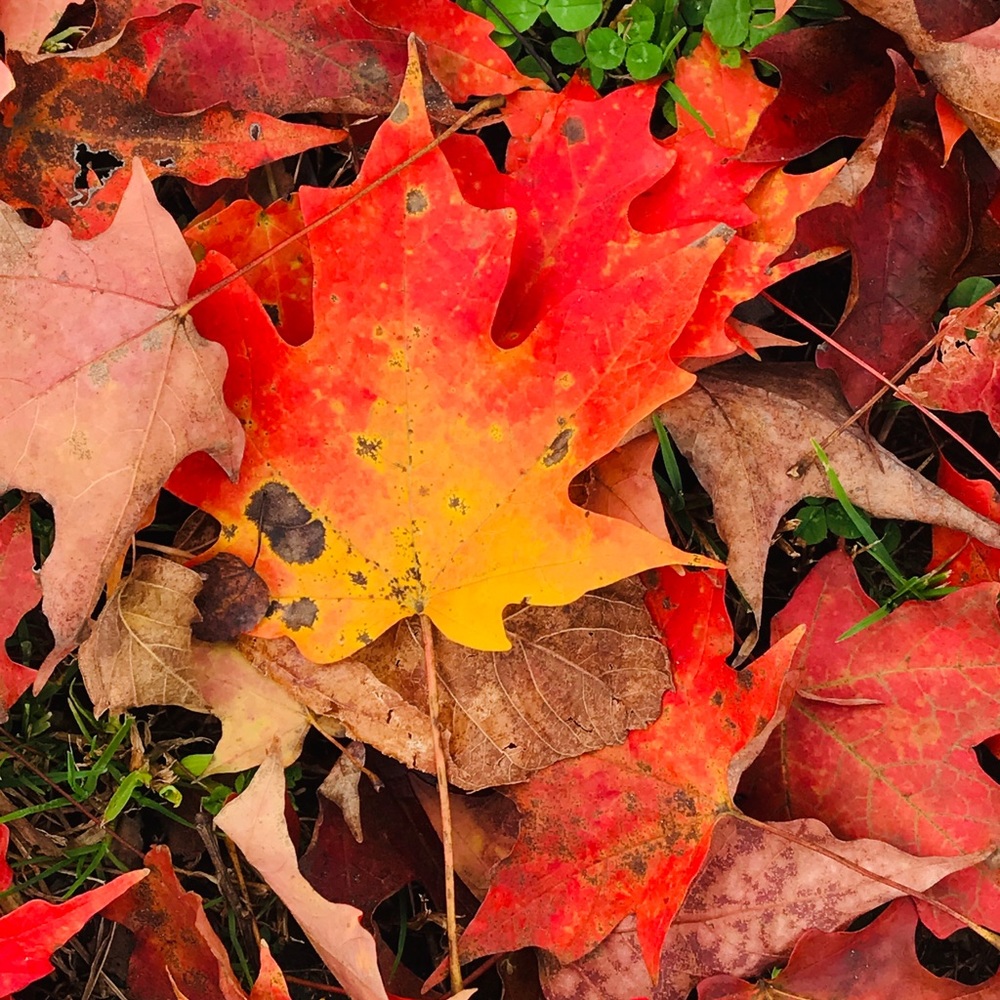 Meet your Posher, Sophia